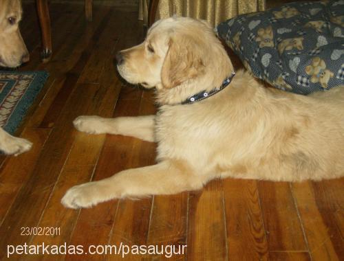 paşa Erkek Golden Retriever