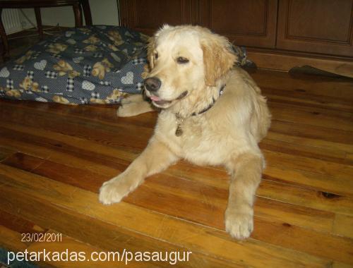 paşa Erkek Golden Retriever