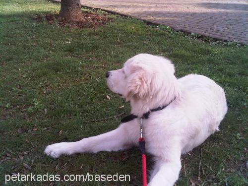 arwen Dişi Golden Retriever