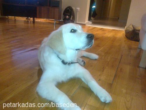 arwen Dişi Golden Retriever