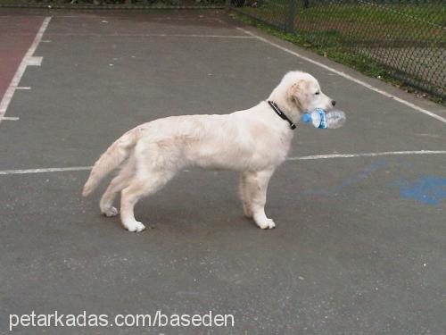 arwen Dişi Golden Retriever