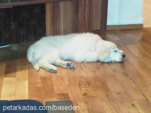 arwen Dişi Golden Retriever