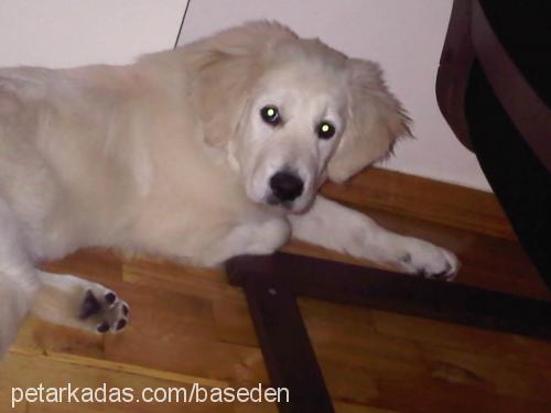 arwen Dişi Golden Retriever