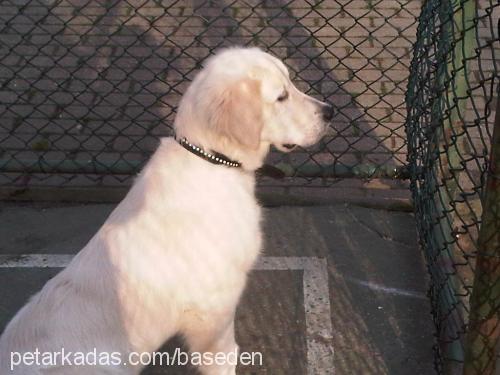 arwen Dişi Golden Retriever