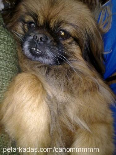 cano Erkek Pekingese