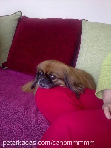 cano Erkek Pekingese