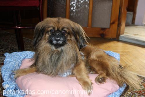 cano Erkek Pekingese