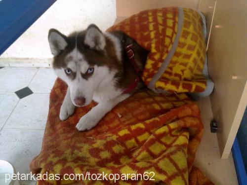 tarçın Dişi Sibirya Kurdu (Husky)