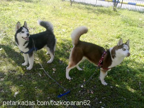 tarçın Dişi Sibirya Kurdu (Husky)