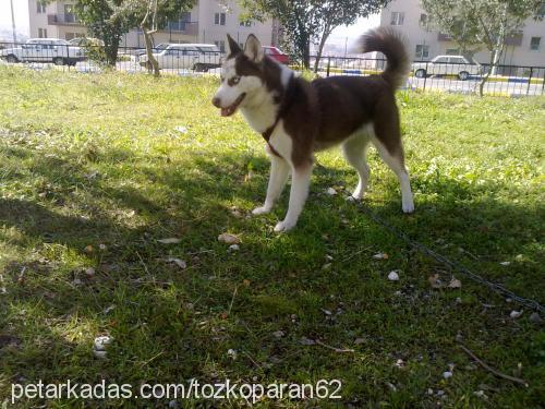 tarçın Dişi Sibirya Kurdu (Husky)