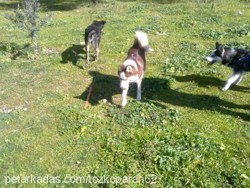 tarçın Dişi Sibirya Kurdu (Husky)