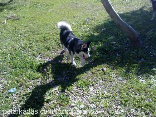 ares Erkek Sibirya Kurdu (Husky)