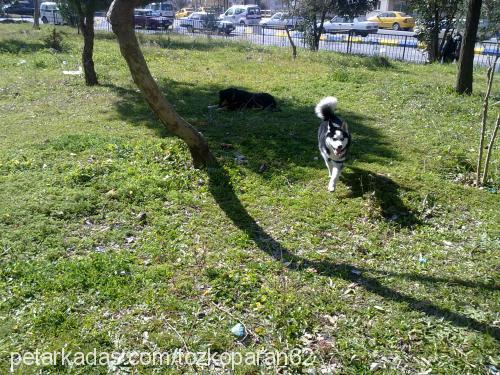 ares Erkek Sibirya Kurdu (Husky)