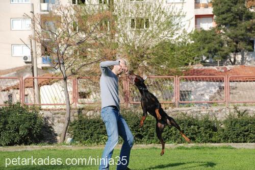 dark Erkek Doberman Pinscher