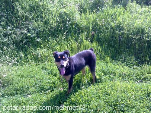 rocky Erkek Rottweiler