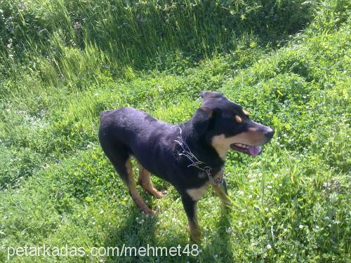 rocky Erkek Rottweiler