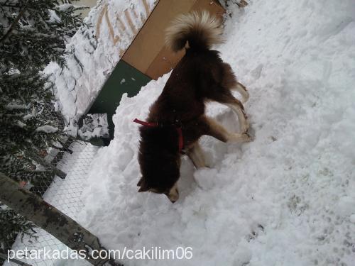 çakıl Dişi Sibirya Kurdu (Husky)