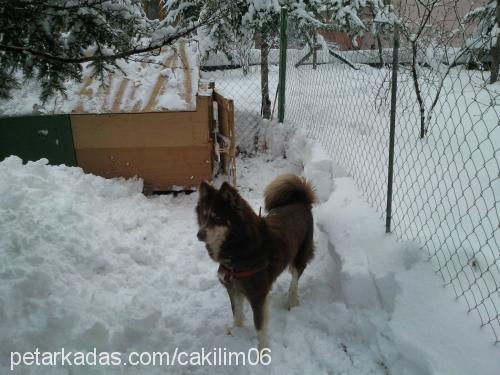 çakıl Dişi Sibirya Kurdu (Husky)