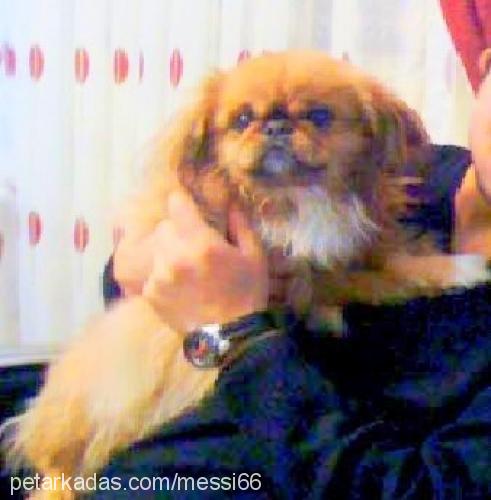 messi Erkek Pekingese