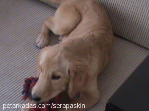 jenny Dişi Golden Retriever