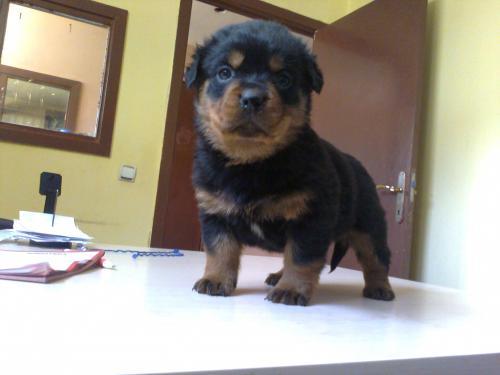 Çakozeynapuppy Erkek Rottweiler