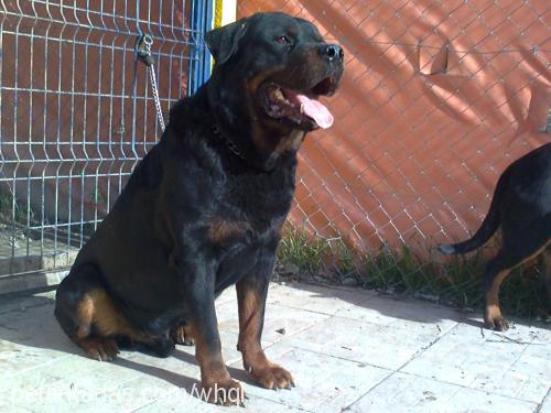 ßaron Erkek Rottweiler