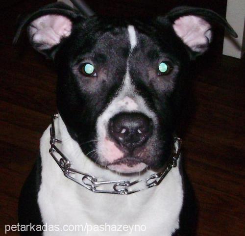 mex Erkek Amerikan Staffordshire Terrier