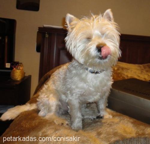 coni Erkek West Highland White Terrier