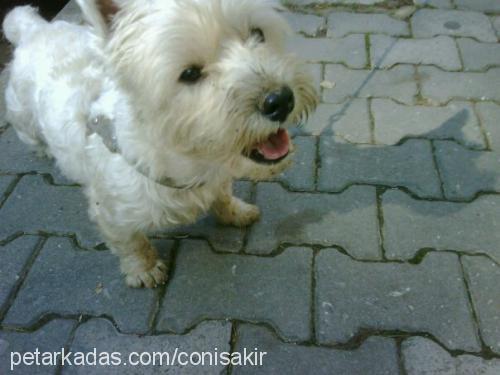 coni Erkek West Highland White Terrier