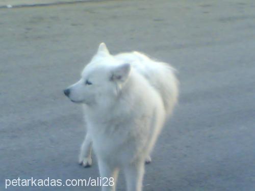 naz Dişi Samoyed