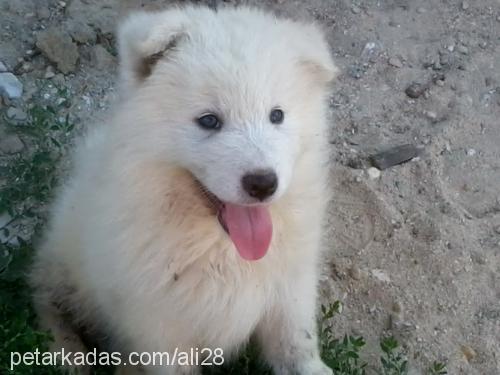 naz Dişi Samoyed