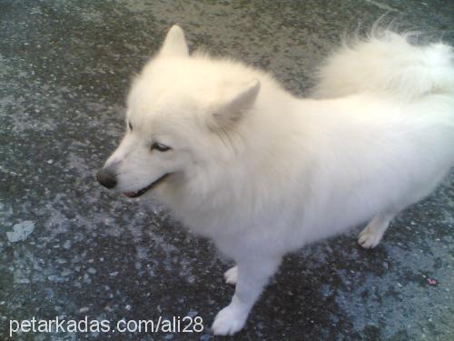 naz Dişi Samoyed