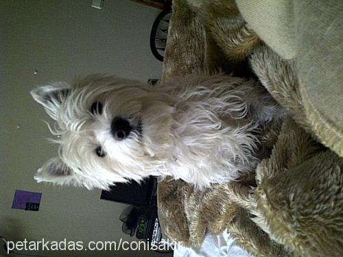 coni Erkek West Highland White Terrier