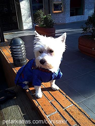 coni Erkek West Highland White Terrier