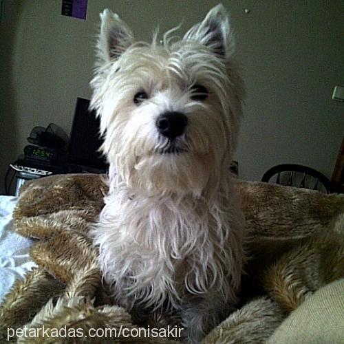 coni Erkek West Highland White Terrier