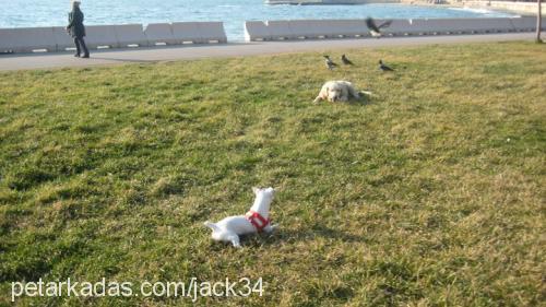 şakira Dişi Jack Russell Terrier