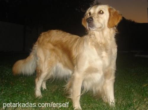 cansin Dişi Golden Retriever