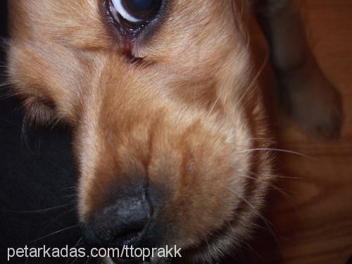 toprak Erkek İngiliz Cocker Spaniel