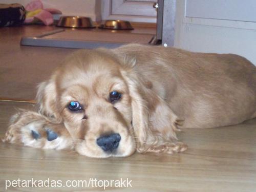 toprak Erkek İngiliz Cocker Spaniel