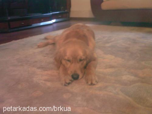 fondip Erkek Golden Retriever