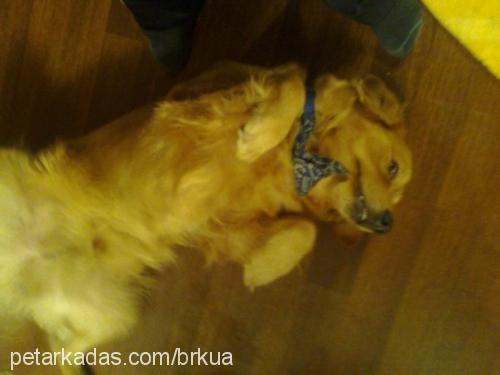 fondip Erkek Golden Retriever