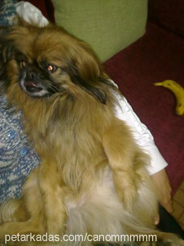 cano Erkek Pekingese