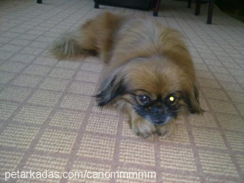 cano Erkek Pekingese