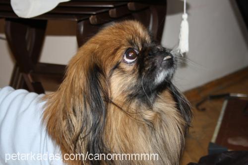 cano Erkek Pekingese