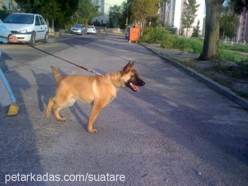 opet Erkek Belçika Malinois