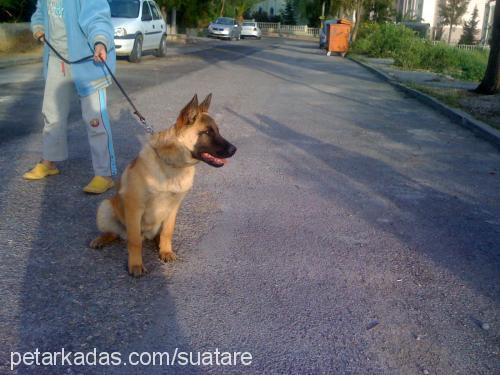 opet Erkek Belçika Malinois