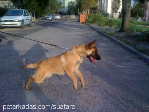 opet Erkek Belçika Malinois