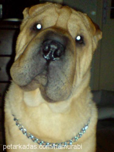 hamur Erkek Çin Shar-Pei