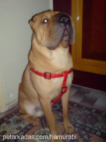 hamur Erkek Çin Shar-Pei