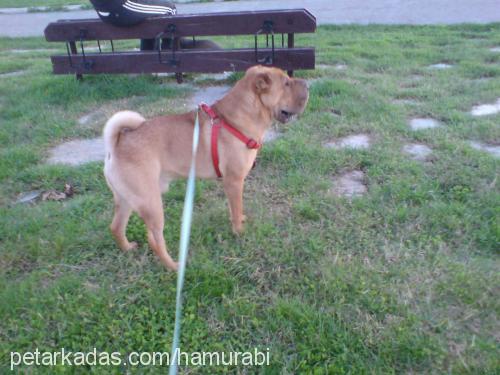 hamur Erkek Çin Shar-Pei